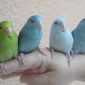 Розелла, волнистые, и другие попугаи опт объявление Продам уменьшенное изображение 1
