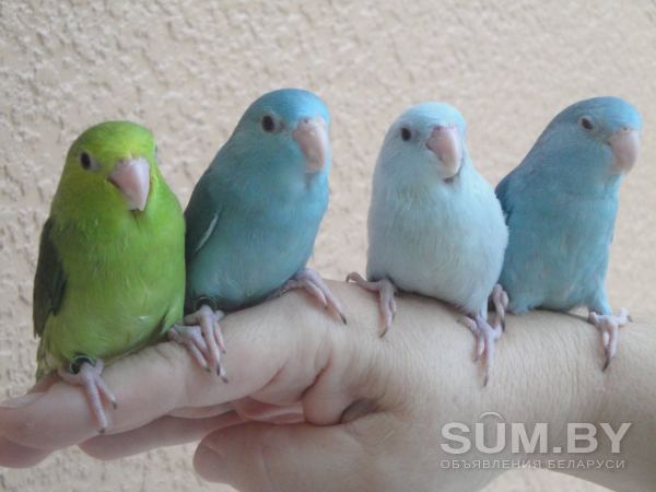 Розелла, волнистые, и другие попугаи опт объявление Продам уменьшенное изображение 