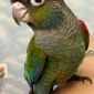 Розелла, волнистые, и другие попугаи опт объявление Продам уменьшенное изображение 2