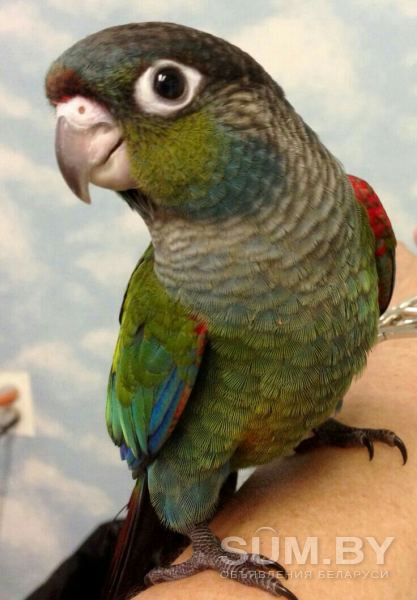 Розелла, волнистые, и другие попугаи опт объявление Продам уменьшенное изображение 