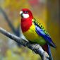 Розелла, волнистые, и другие попугаи опт объявление Продам уменьшенное изображение 3