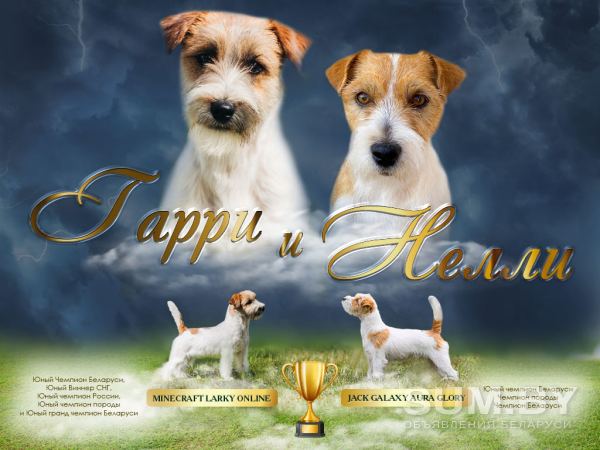 Породистые щенки Джек Рассел терьера объявление Продам уменьшенное изображение 