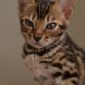 Бенгальские котята объявление Продам уменьшенное изображение 6
