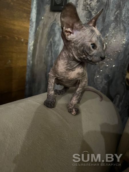Котенок донского сфинкса объявление Продам уменьшенное изображение 