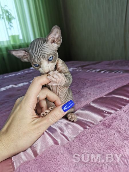 Продам котят Канадского сфинкса объявление Продам уменьшенное изображение 