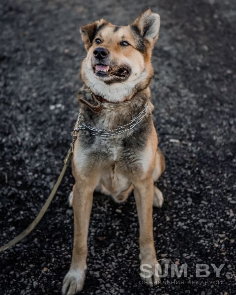 Арми- добряк пес объявление Отдам даром уменьшенное изображение 