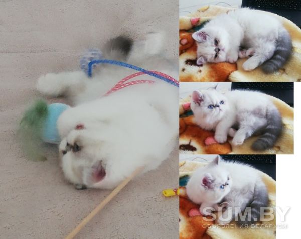 Котёнок экзот объявление Продам уменьшенное изображение 