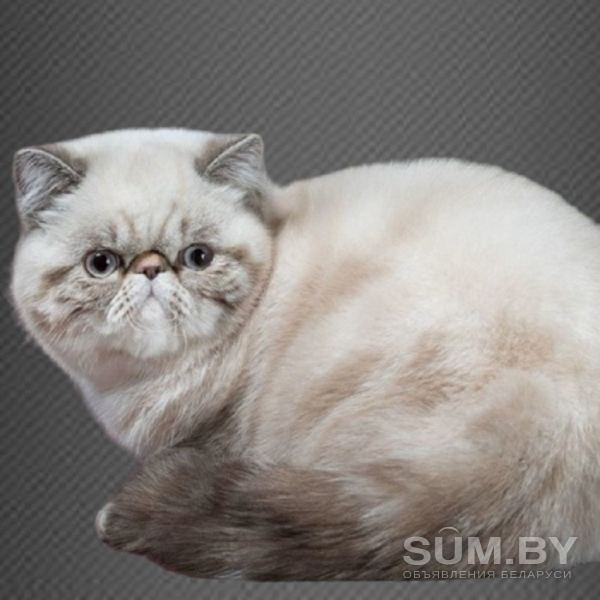 Котёнок экзот объявление Продам уменьшенное изображение 