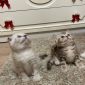 Шотландские котята.Мальчик и девочка объявление Продам уменьшенное изображение 1