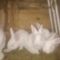 Кролики Паннон чистая линия объявление Продам уменьшенное изображение 2