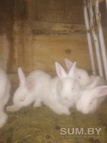Кролики Паннон чистая линия объявление Продам уменьшенное изображение 