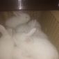 Кролики Паннон чистая линия объявление Продам уменьшенное изображение 3