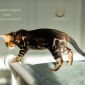 Бенгальские котята от лучших представителей породы объявление Продам уменьшенное изображение 3