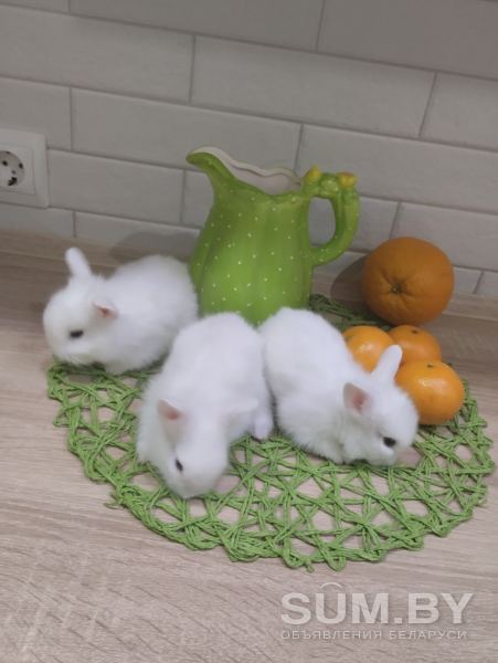 Декоративные кролики объявление Продам уменьшенное изображение 