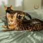 Бенгальские котята от лучших представителей породы объявление Продам уменьшенное изображение 5