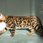 Бенгальские котята от лучших представителей породы объявление Продам уменьшенное изображение 2