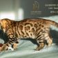Бенгальские котята от лучших представителей породы объявление Продам уменьшенное изображение 1