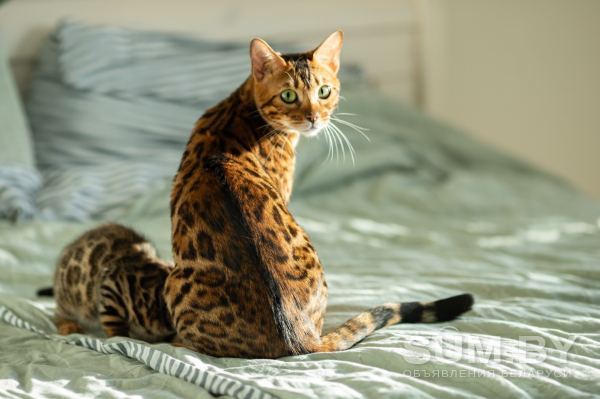 Бенгальские котята от лучших представителей породы объявление Продам уменьшенное изображение 