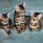 Бенгальские котята от лучших представителей породы объявление Продам уменьшенное изображение 6
