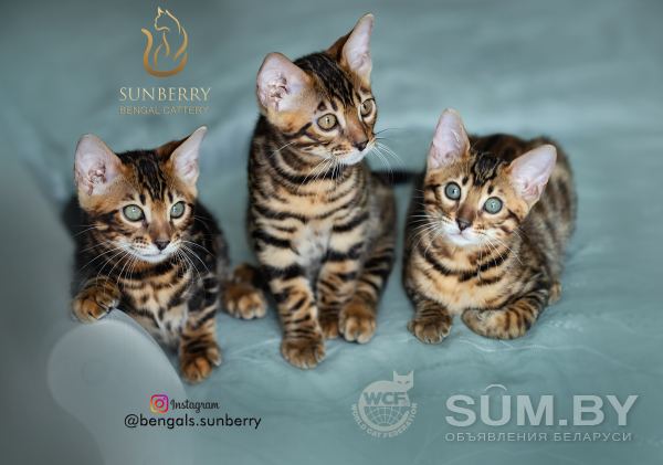 Бенгальские котята от лучших представителей породы объявление Продам уменьшенное изображение 