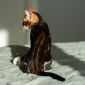 Бенгальские котята от лучших представителей породы объявление Продам уменьшенное изображение 4