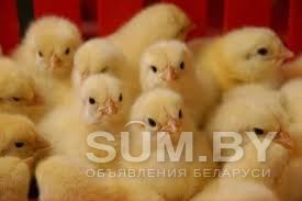 Цыплята объявление Продам уменьшенное изображение 