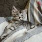 Котята Мейн-кун объявление Продам уменьшенное изображение 3