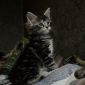 Котята Мейн-кун объявление Продам уменьшенное изображение 4