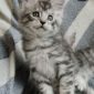 Котята Мейн-кун объявление Продам уменьшенное изображение 5