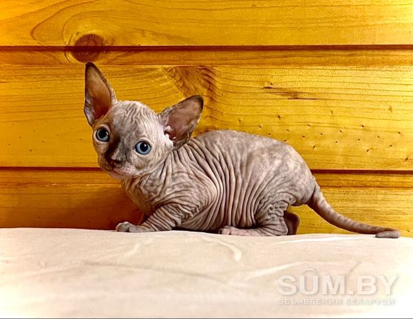 Канадский сфинкс котята объявление Продам уменьшенное изображение 