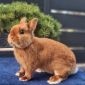 Чистопородные карликовые кролики объявление Продам уменьшенное изображение 1