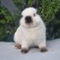 Чистопородные карликовые кролики объявление Продам уменьшенное изображение 2