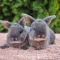 Чистопородные карликовые кролики объявление Продам уменьшенное изображение 3