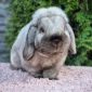 Чистопородные карликовые кролики объявление Продам уменьшенное изображение 4