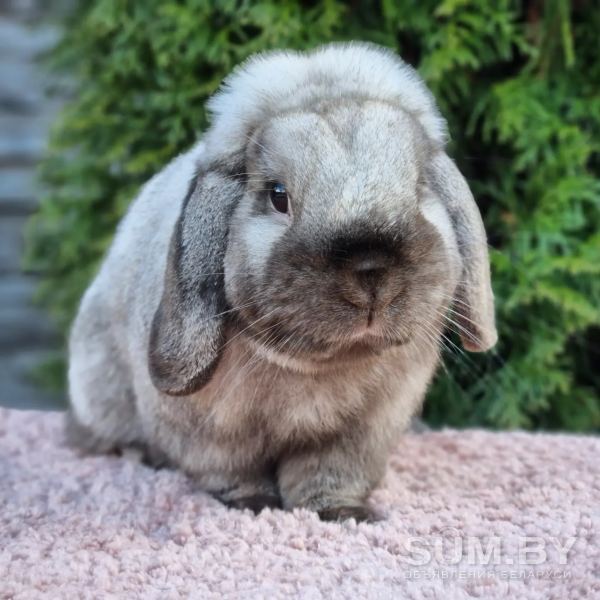Чистопородные карликовые кролики объявление Продам уменьшенное изображение 