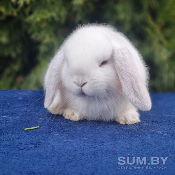 Чистопородные карликовые кролики объявление Продам уменьшенное изображение 