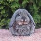 Чистопородные карликовые кролики объявление Продам уменьшенное изображение 6