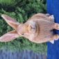 Чистопородные Бургундские кролики объявление Продам уменьшенное изображение 2