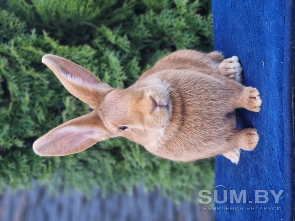Чистопородные Бургундские кролики объявление Продам уменьшенное изображение 