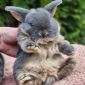 Шикарные карликовые кролики объявление Продам уменьшенное изображение 1