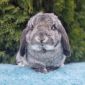 Шикарные карликовые кролики объявление Продам уменьшенное изображение 4