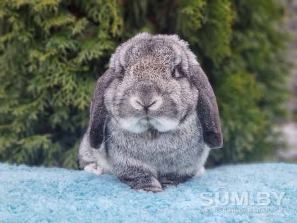 Шикарные карликовые кролики объявление Продам уменьшенное изображение 