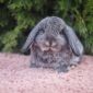 Шикарные карликовые кролики объявление Продам уменьшенное изображение 3