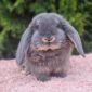 Шикарные карликовые кролики объявление Продам уменьшенное изображение 5