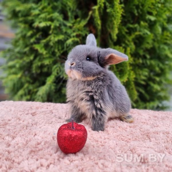 Шикарные карликовые кролики объявление Продам уменьшенное изображение 