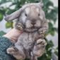 Лучшие карликовые кролики объявление Продам уменьшенное изображение 3