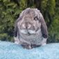 Лучшие карликовые кролики объявление Продам уменьшенное изображение 4