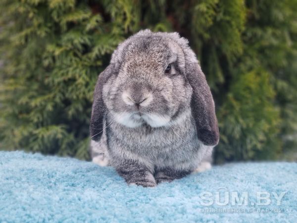 Лучшие карликовые кролики объявление Продам уменьшенное изображение 