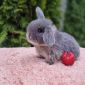 Лучшие карликовые кролики объявление Продам уменьшенное изображение 5