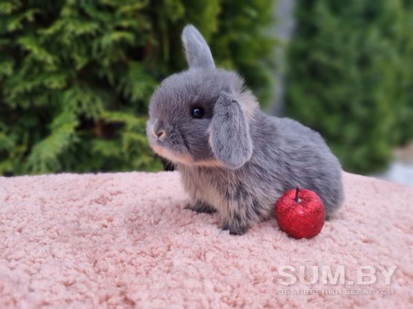 Лучшие карликовые кролики объявление Продам уменьшенное изображение 